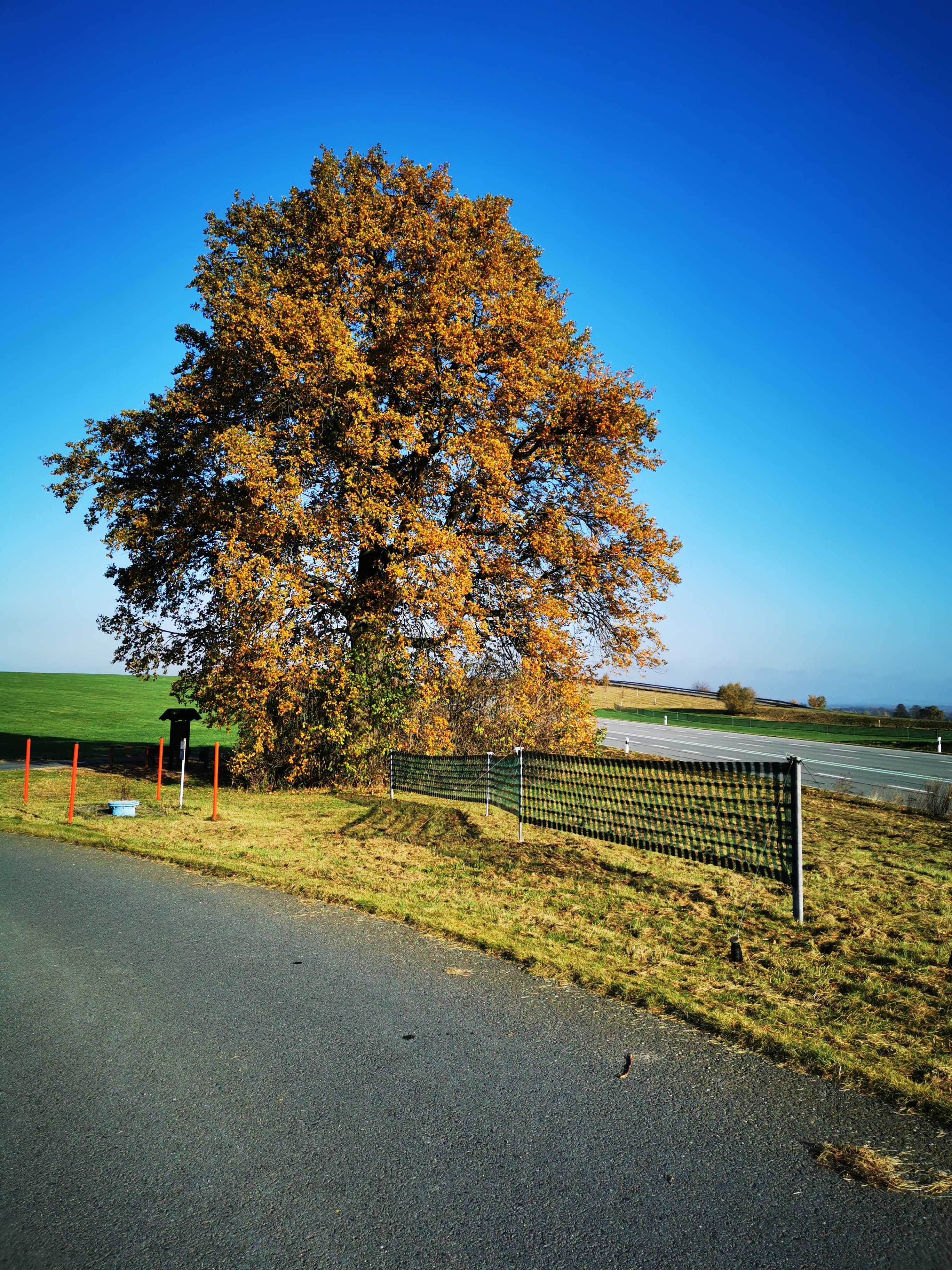 Eichenbaum an der S177 im Herbst